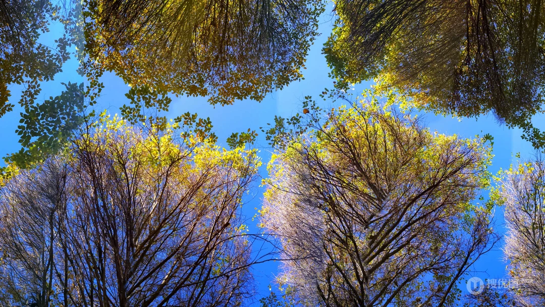 绿色的唯美的森林清新护眼壁纸图片