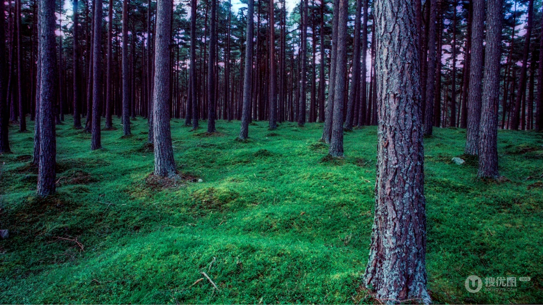 绿色的唯美的森林清新护眼壁纸图片