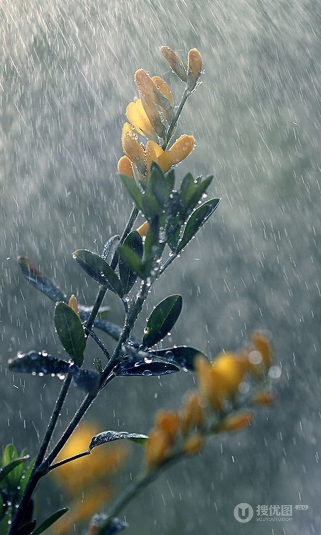 下雨的图片，下雨中的各种场景图片