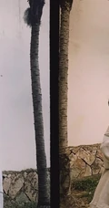 周洁琼休闲装扮街拍写真，宽大卫衣搭破洞牛仔裤时尚靓丽