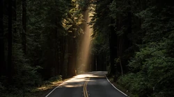 森林里的公路，吊桥，小路壁纸图片