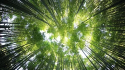 透过森林树木的阳光唯美护眼风景壁纸