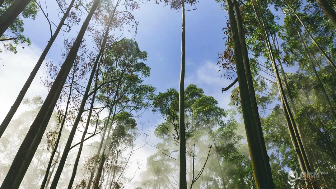 透过森林树木的阳光唯美护眼风景壁纸