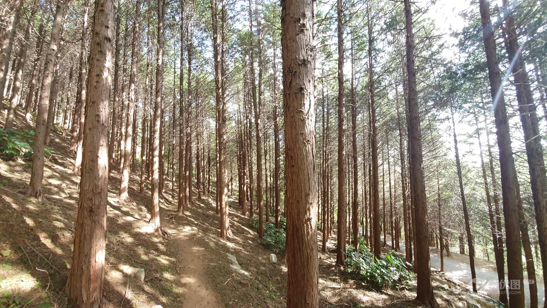 透过森林树木的阳光唯美护眼风景壁纸