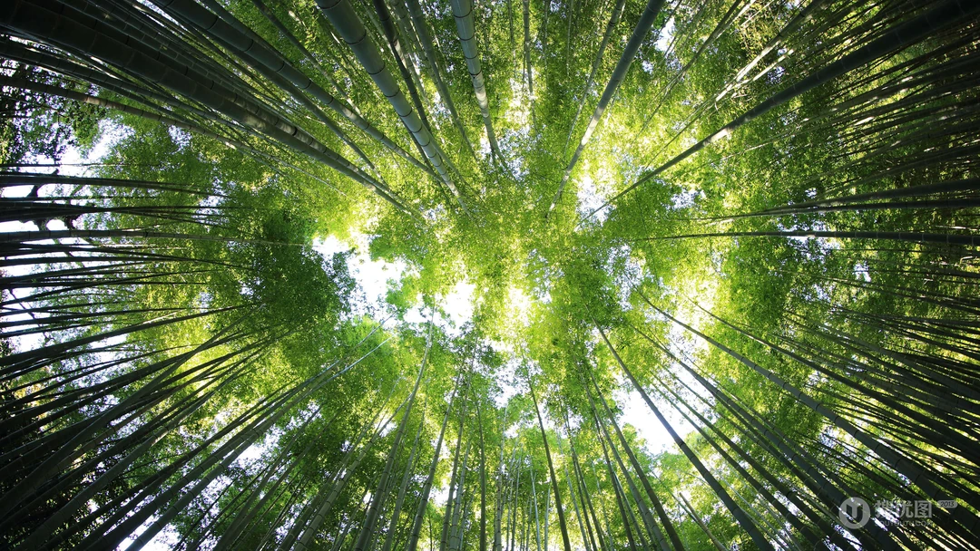透过森林树木的阳光唯美护眼风景壁纸