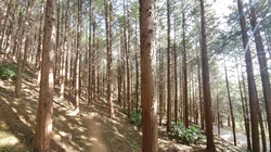 透过森林树木的阳光唯美护眼风景壁纸