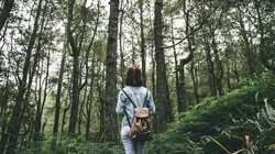 森林旅游亲近大自然唯美森林摄影壁纸图片