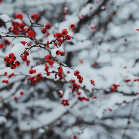 雪景图片，24节气之立冬下雪雪景唯美图片