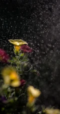 唯美的太阳花向日葵和百合等植物手机背景图片
