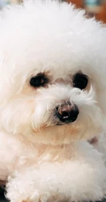 白绒绒一生卷毛的宠物卷毛比熊犬萌萌的手机壁纸