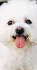 白绒绒一生卷毛的宠物卷毛比熊犬萌萌的手机壁纸