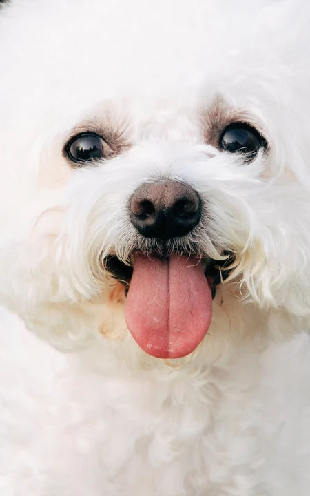 白绒绒一生卷毛的宠物卷毛比熊犬萌萌的手机壁纸