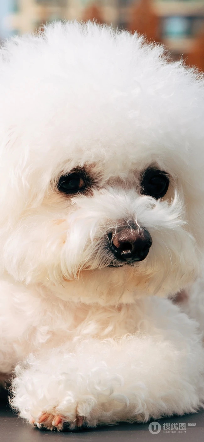 白绒绒一生卷毛的宠物卷毛比熊犬萌萌的手机壁纸