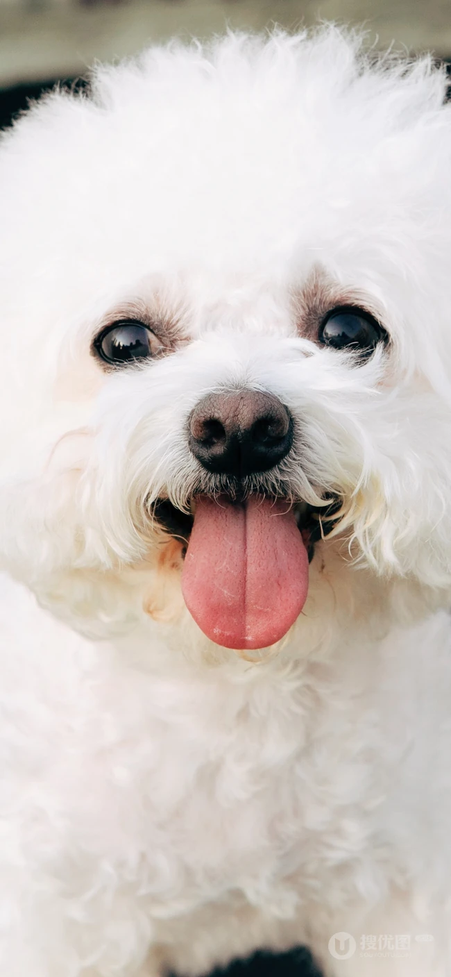 白绒绒一生卷毛的宠物卷毛比熊犬萌萌的手机壁纸