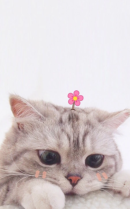 头上插花的宠物萌猫高清手机壁纸