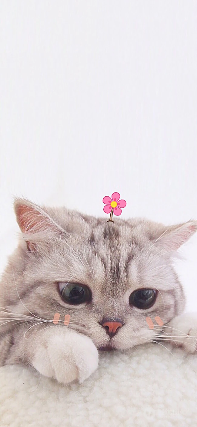 头上插花的宠物萌猫高清手机壁纸