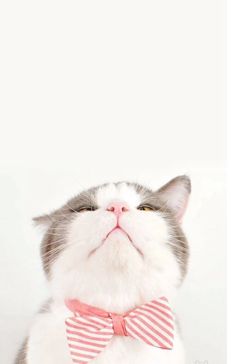 带领结胖乎乎的萌猫手机壁纸