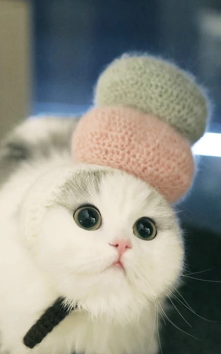 头戴羊毛帽的超萌猫咪手机壁纸推荐二