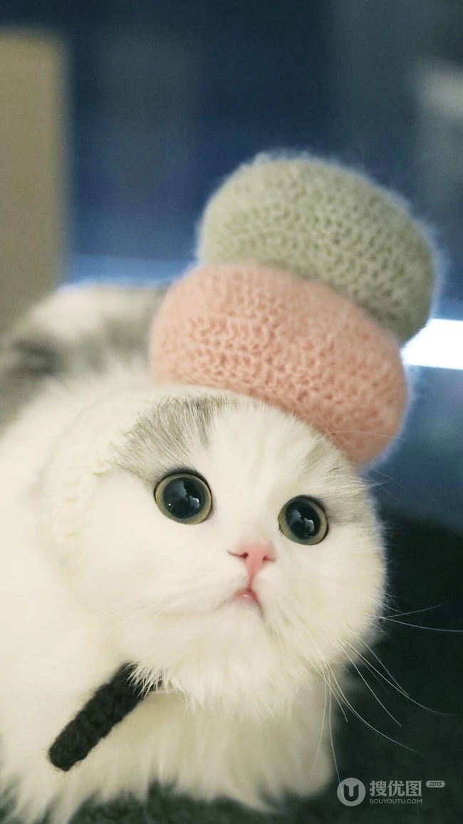 头戴羊毛帽的超萌猫咪手机壁纸推荐二