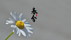 春分图片，以各类菊花为背景的唯美带字春分壁纸图片