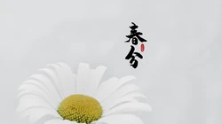 春分图片，以各类菊花为背景的唯美带字春分壁纸图片