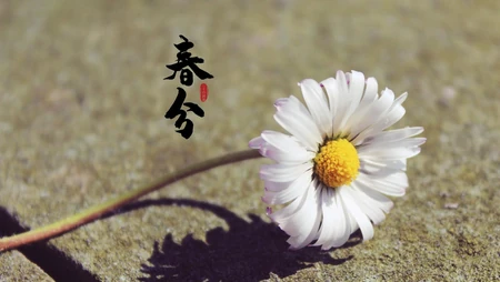 春分图片，以各类菊花为背景的唯美带字春分壁纸图片