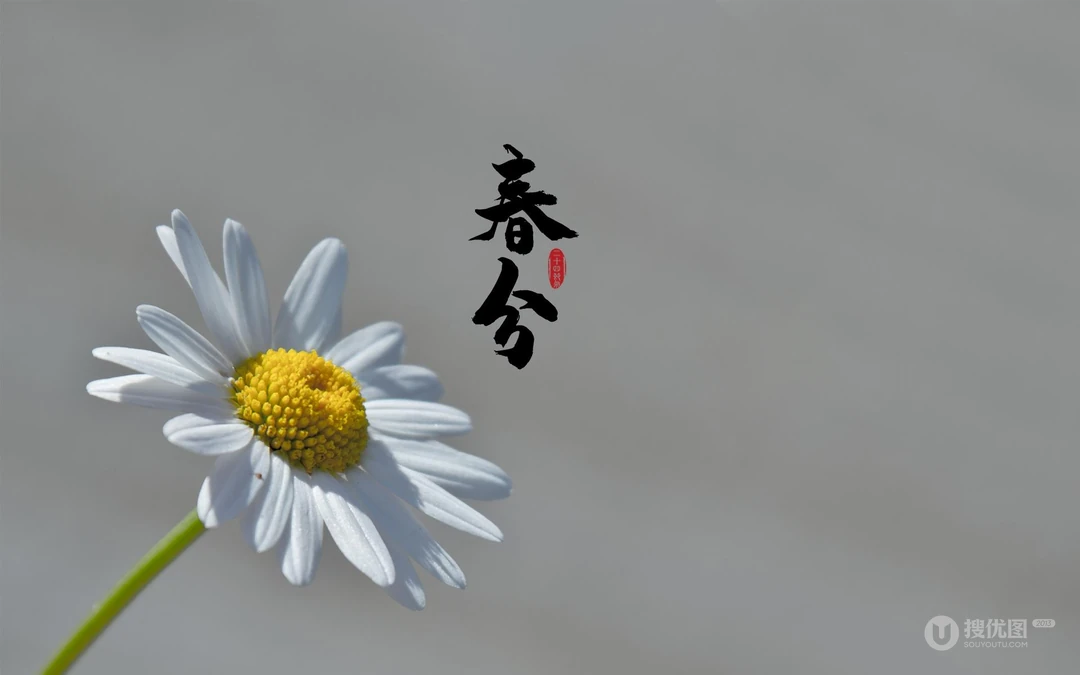 春分图片，以各类菊花为背景的唯美带字春分壁纸图片