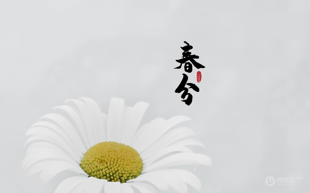 春分图片，以各类菊花为背景的唯美带字春分壁纸图片