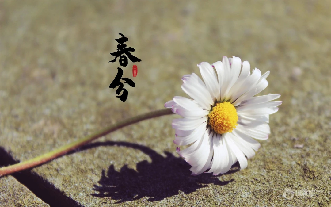 春分图片，以各类菊花为背景的唯美带字春分壁纸图片