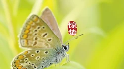 二十四节气惊蛰图片，以昆虫蝴蝶为背景的惊蛰带字壁纸图片