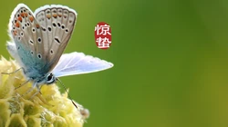 二十四节气惊蛰图片，以昆虫蝴蝶为背景的惊蛰带字壁纸图片