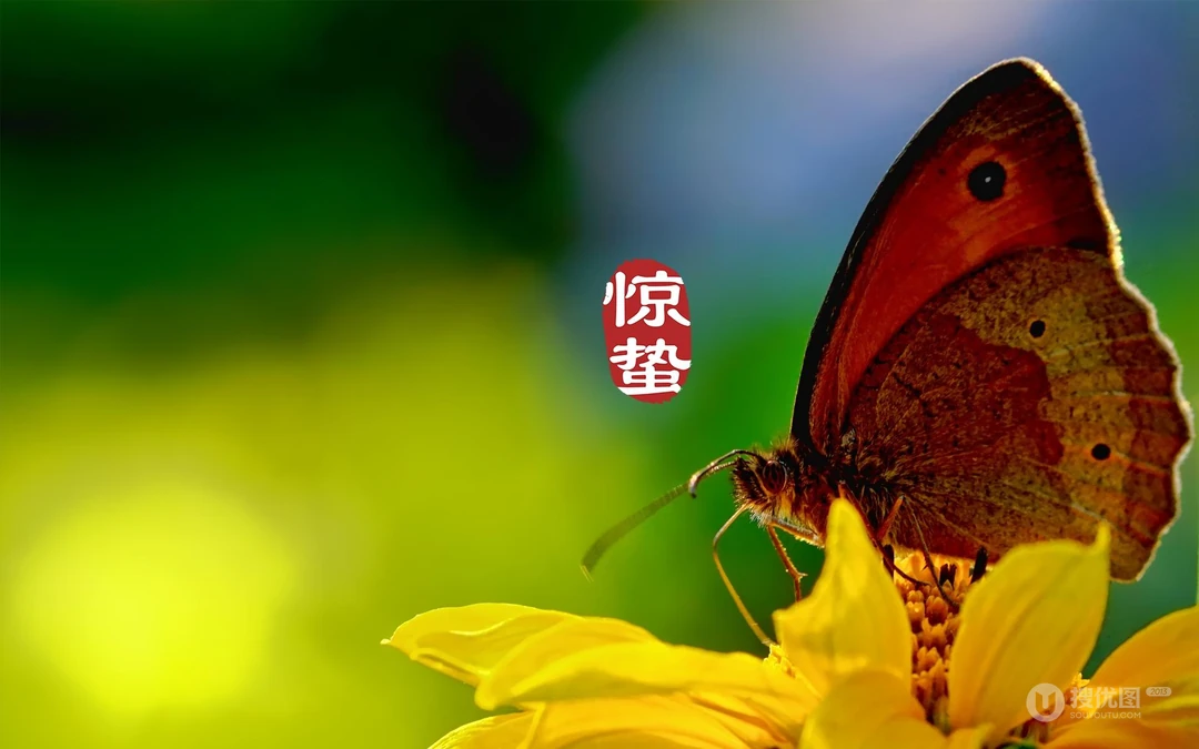 二十四节气惊蛰图片，以昆虫蝴蝶为背景的惊蛰带字壁纸图片