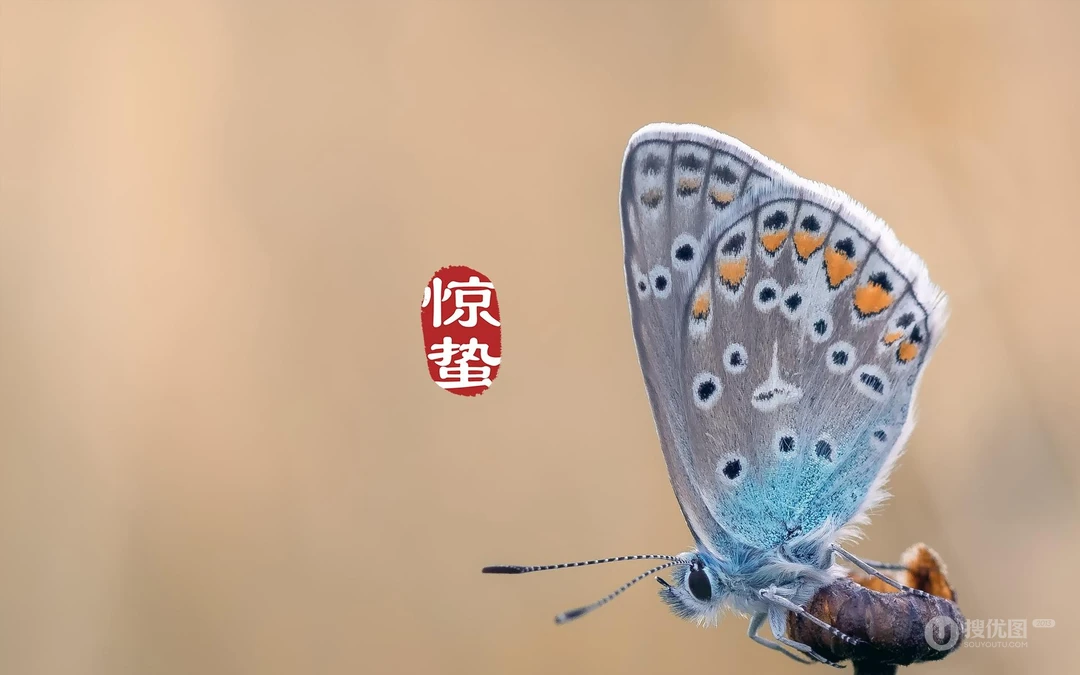 二十四节气惊蛰图片，以昆虫蝴蝶为背景的惊蛰带字壁纸图片