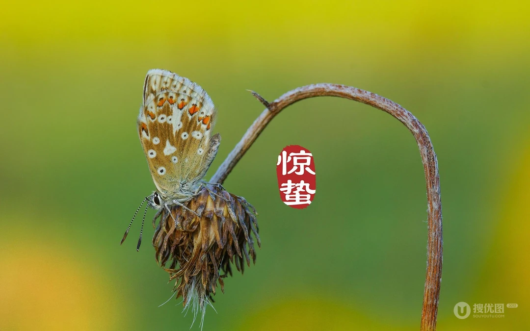 二十四节气惊蛰图片，以昆虫蝴蝶为背景的惊蛰带字壁纸图片