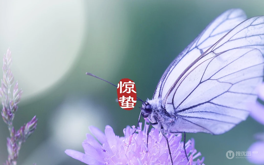 二十四节气惊蛰图片，以昆虫蝴蝶为背景的惊蛰带字壁纸图片