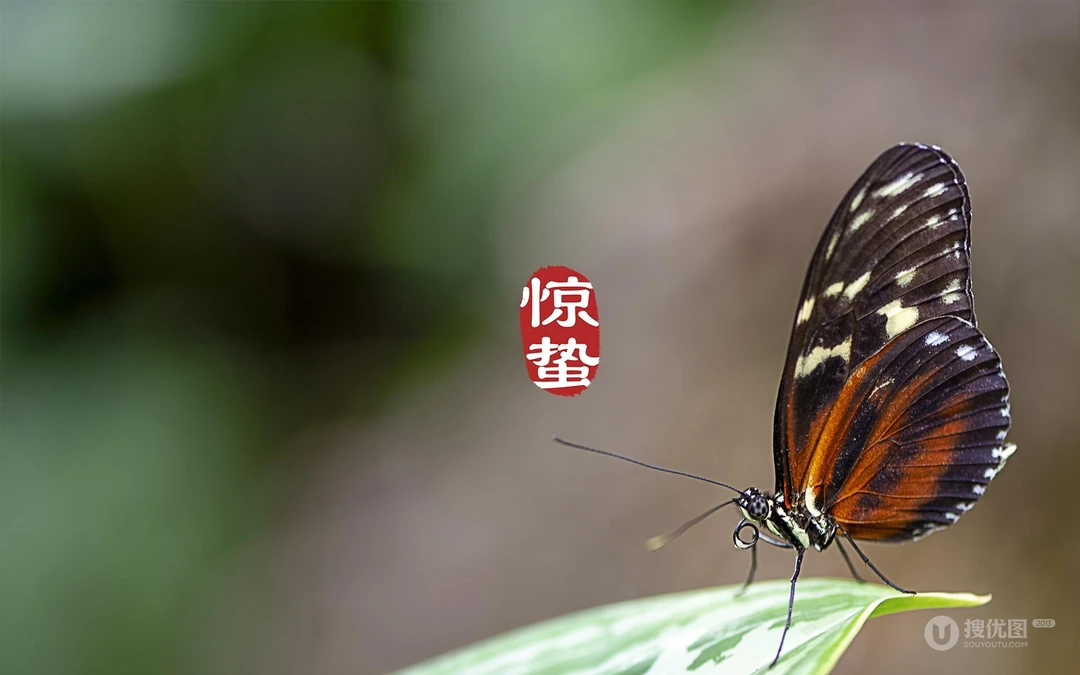 二十四节气惊蛰图片，以昆虫蝴蝶为背景的惊蛰带字壁纸图片