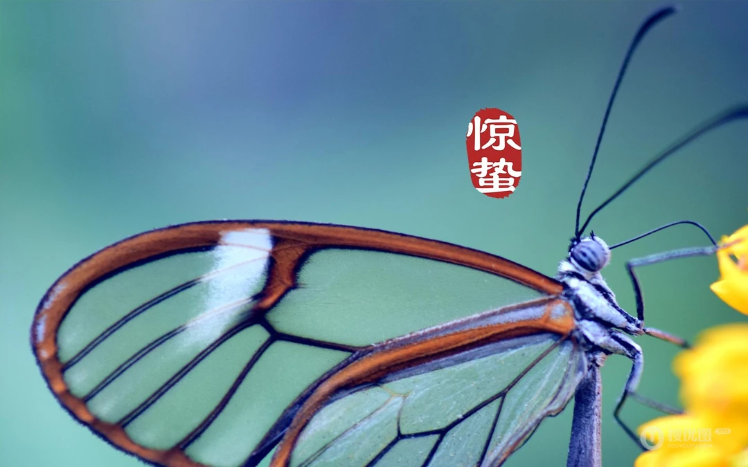 二十四节气惊蛰图片，以昆虫蝴蝶为背景的惊蛰带字壁纸图片