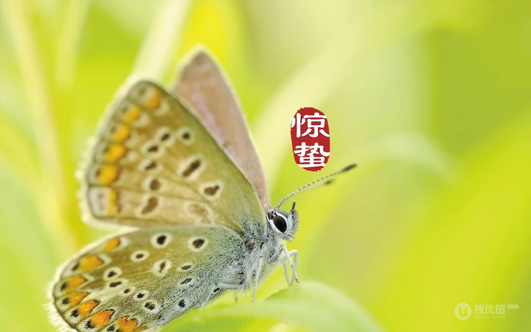 二十四节气惊蛰图片，以昆虫蝴蝶为背景的惊蛰带字壁纸图片