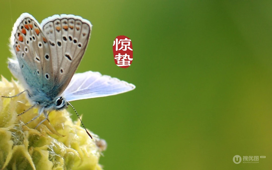 二十四节气惊蛰图片，以昆虫蝴蝶为背景的惊蛰带字壁纸图片