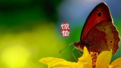 二十四节气惊蛰图片，以昆虫蝴蝶为背景的惊蛰带字壁纸图片