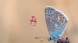 二十四节气惊蛰图片，以昆虫蝴蝶为背景的惊蛰带字壁纸图片
