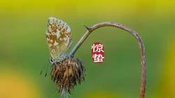 二十四节气惊蛰图片，以昆虫蝴蝶为背景的惊蛰带字壁纸图片