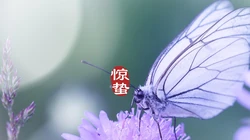 二十四节气惊蛰图片，以昆虫蝴蝶为背景的惊蛰带字壁纸图片