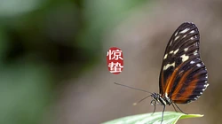 二十四节气惊蛰图片，以昆虫蝴蝶为背景的惊蛰带字壁纸图片