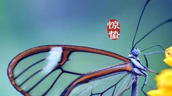 二十四节气惊蛰图片，以昆虫蝴蝶为背景的惊蛰带字壁纸图片