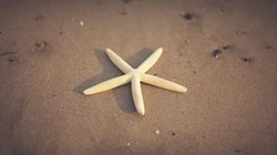 阳光细语，沙滩，贝壳，海星等唯美桌面壁纸图片