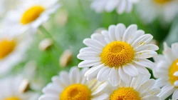 花的海洋，唯美小花、花卉、花草、花丛系列高清唯美桌面壁纸