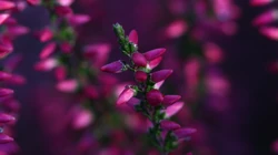 花的海洋，唯美小花、花卉、花草、花丛系列高清唯美桌面壁纸