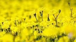 花的海洋，唯美小花、花卉、花草、花丛系列高清唯美桌面壁纸