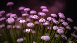 花的海洋，唯美小花、花卉、花草、花丛系列高清唯美桌面壁纸